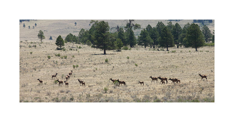 New Mexico Elk Herd Photograph by Jack Pumphrey