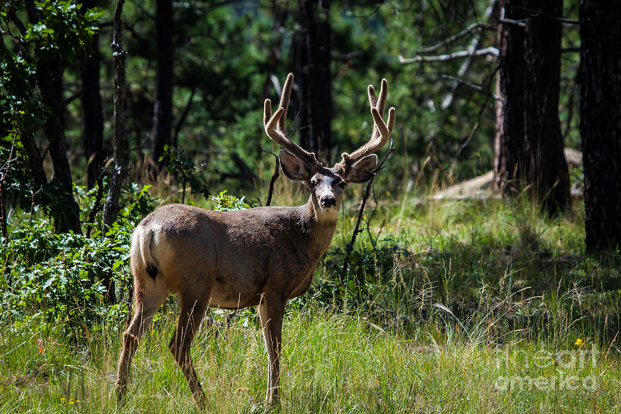 New Mexico Muley Photograph by Jim McCain
