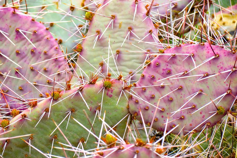 New Mexico Pricklies Photograph by David  Norman