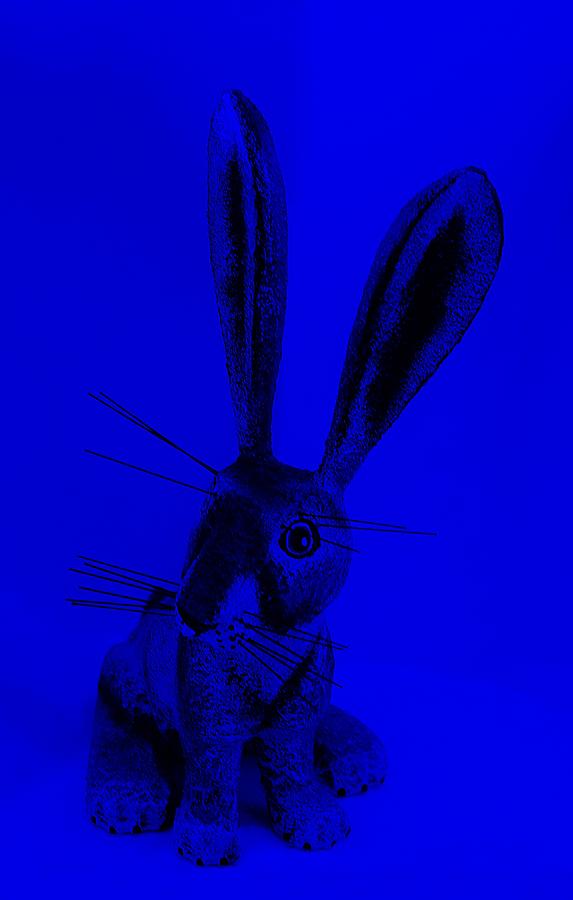 New Mexico Rabbit Blue Photograph by Rob Hans