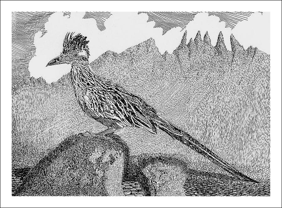 New Mexico Roadrunner Drawing