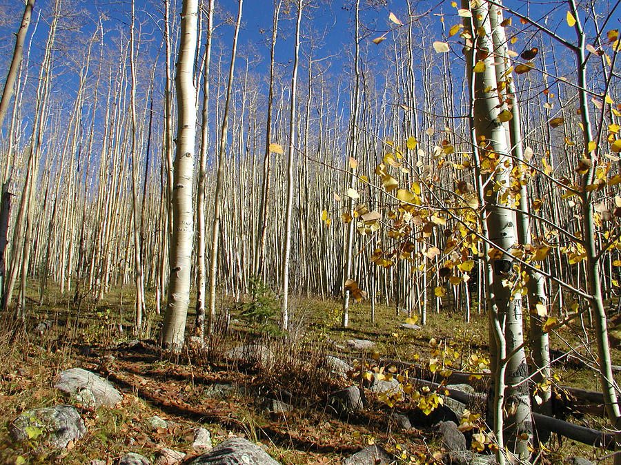 New Mexico Series -  Bare Autumn Photograph
