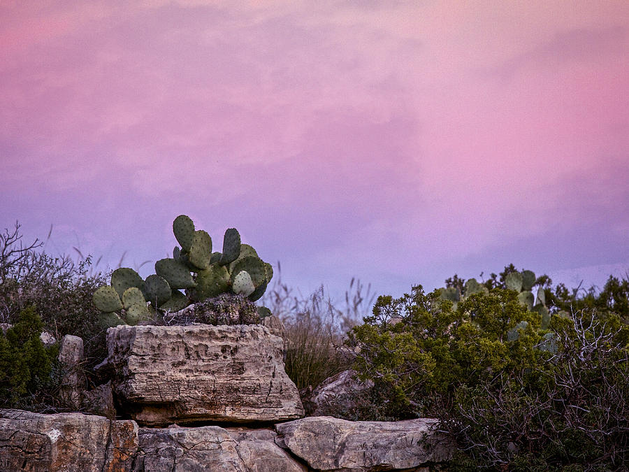 New Mexico Sunset with Cacti Photograph by Jean Noren