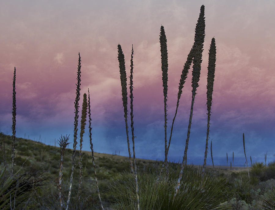 New Mexico Sunset with Yucca Photograph by Jean Noren