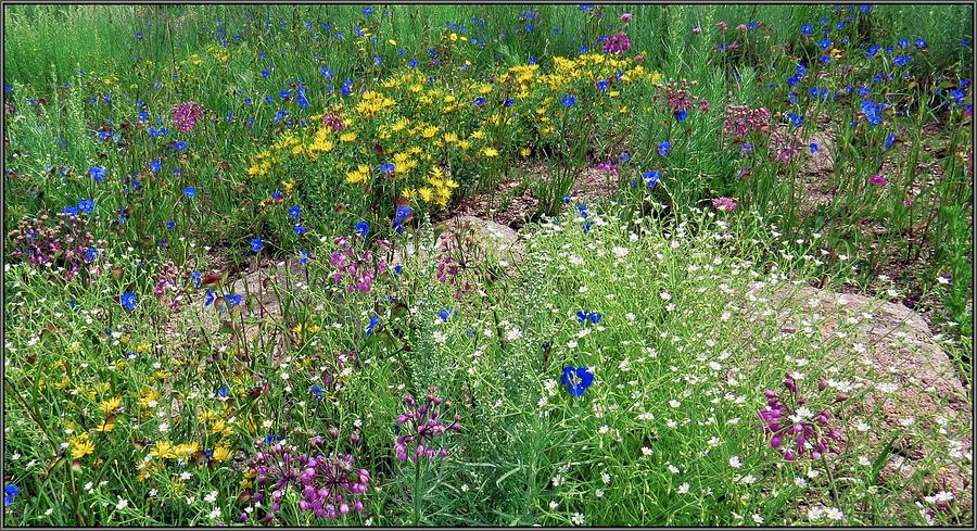 New Mexico Wildflowers Photograph by Randall Ross