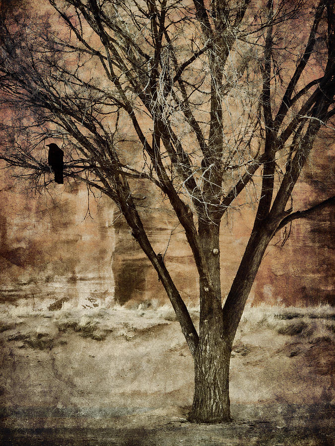 Crow Photograph - New Mexico Winter by Carol Leigh