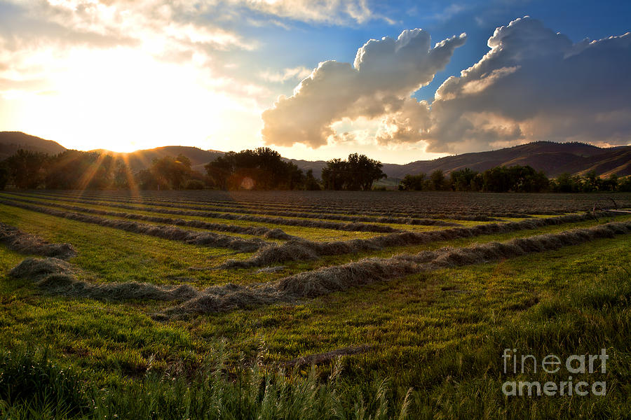 New Mown Hay Photograph by Jim Garrison