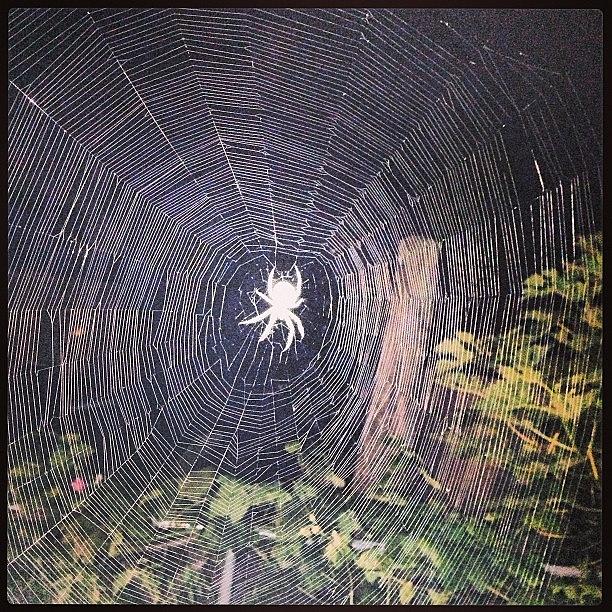 Spider Photograph - New Neighbor. #spider #web #spiderweb by Craig Kempf