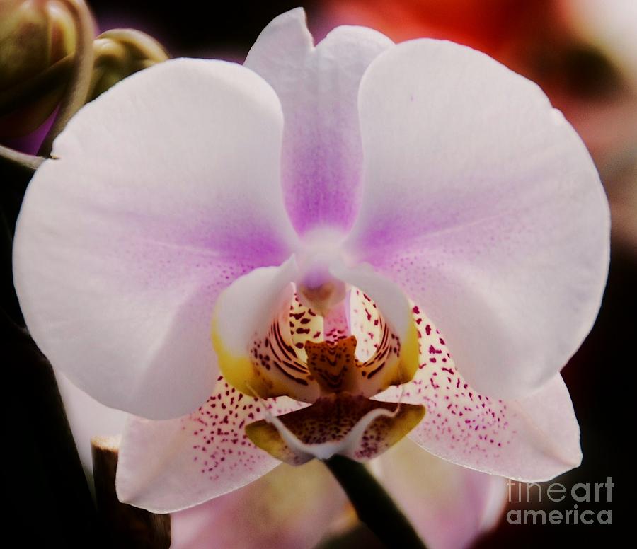 A New Orchid Photograph by Marcus Dagan