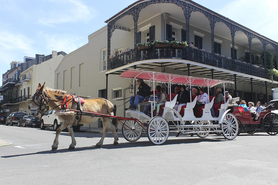 Carriage Ride in New Orleans 22 Photograph by Carlos Diaz