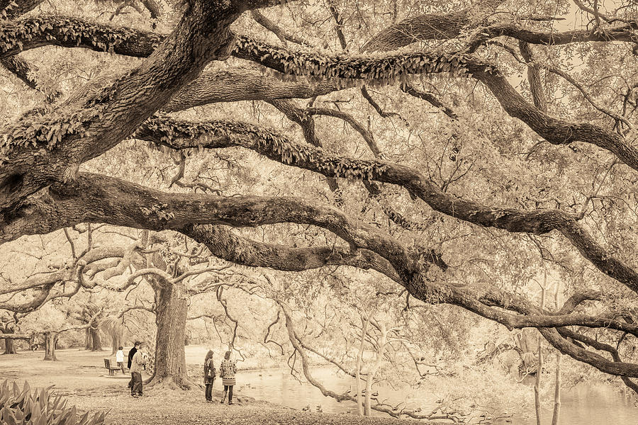 New Orleans Audubon Park Photograph by Scott Rackers