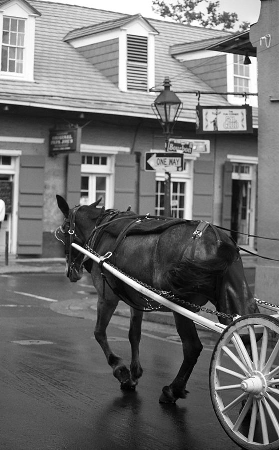 Animal Photograph - New Orleans - Bourbon Street Horse 2 by Frank Romeo