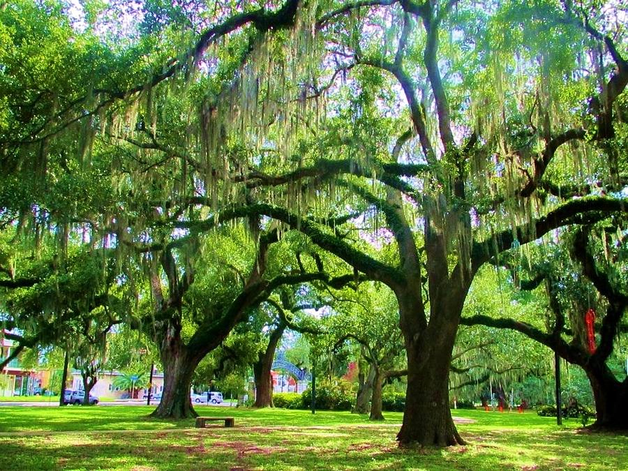 New Orleans City Park - Live Oak Photograph by Deborah Lacoste