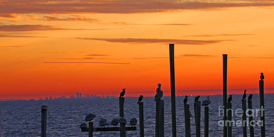 City Sunset Photograph - New Orleans City Skyline with Pelicans by Luana K Perez