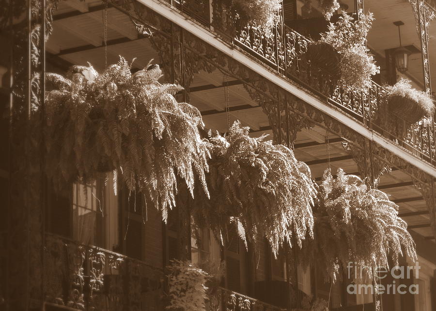New Orleans Ferns in Sepia Photograph by Carol Groenen