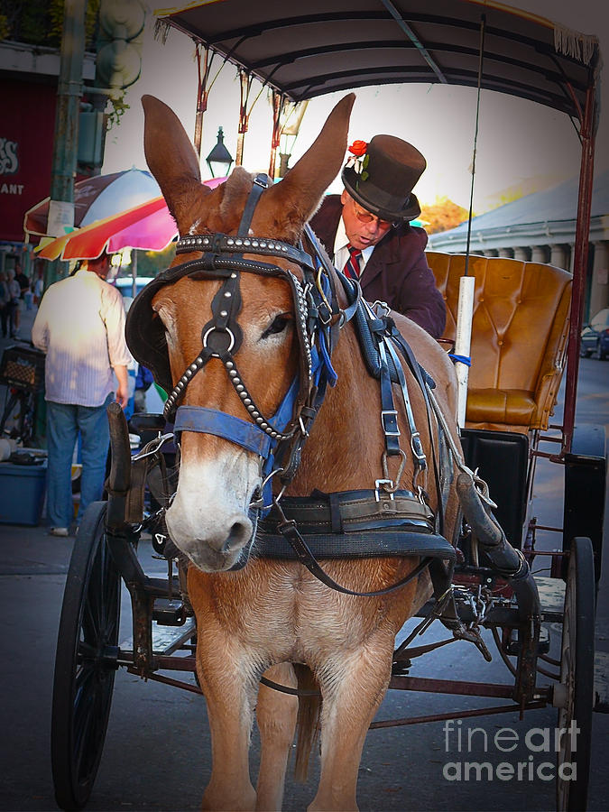 New Orleans Mule Carraige Photograph by Jeanne  Woods