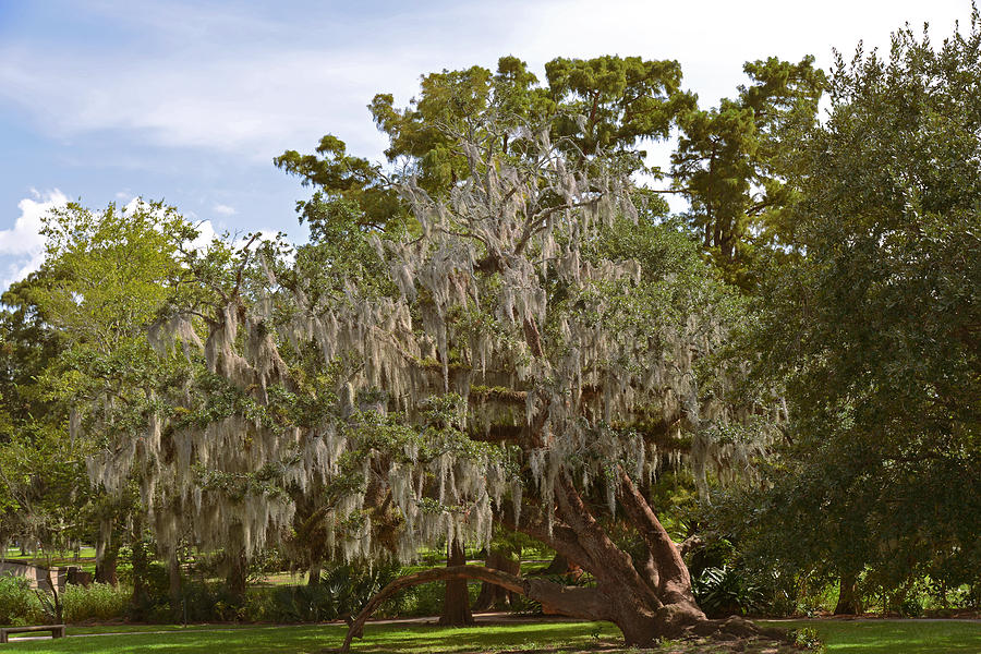 Tree Photograph - New Orleans Spanish Moss by Alexandra Till