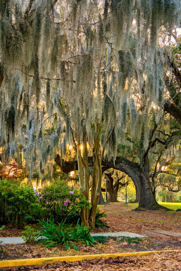 New Orleans - Spanish Moss Photograph by Steve Harrington