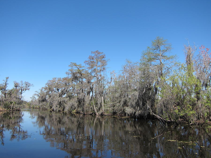 New Orleans - Swamp Boat Ride - 1212102 Photograph by DC Photographer ...