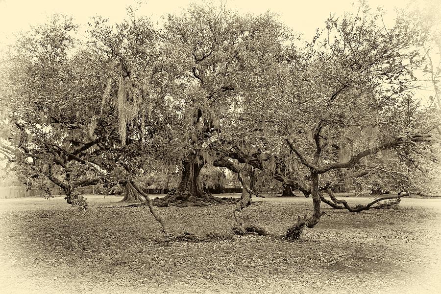 New Orleans' Tree Of Life Antique Photograph By Steve Harrington - Fine 