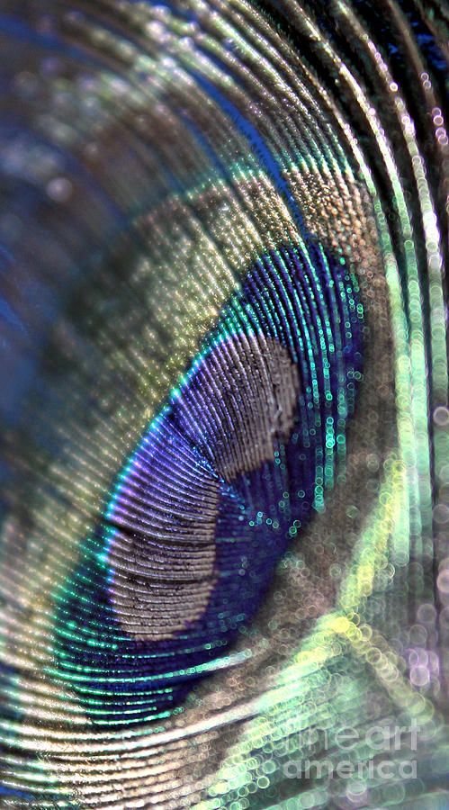 Peacock Photograph - New Perspective by Krissy Katsimbras