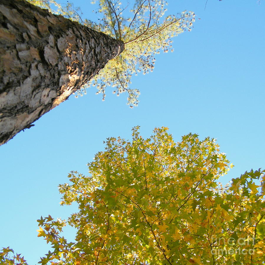 New Perspective On Autumn Leaves Photograph