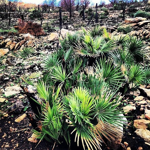 Mountain Photograph - New #plant Growth On The #andratx by Balearic Discovery