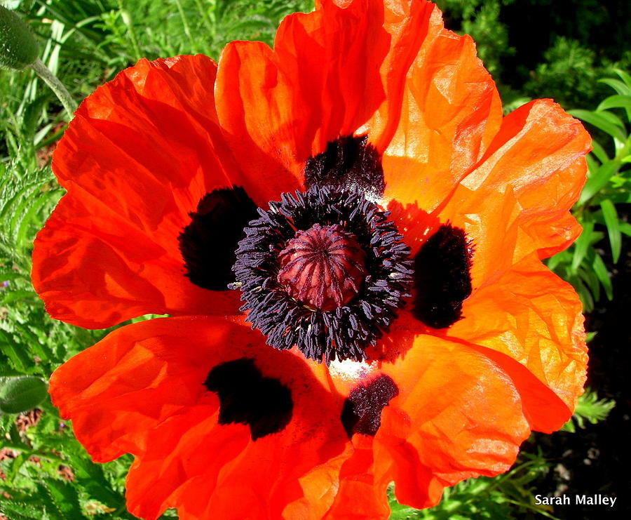 New Poppy Photograph by Sarah Malley - Fine Art America