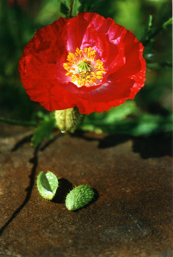 New Red Poppy Photograph by Robert Lozen