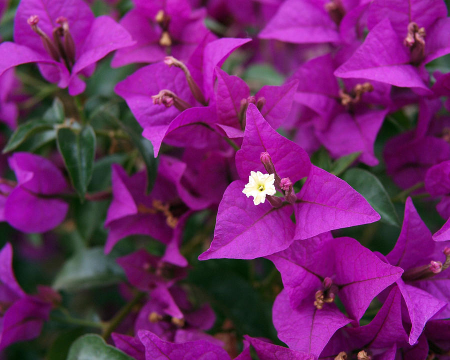 Summer Photograph - New River Bougainvillea by Rona Black