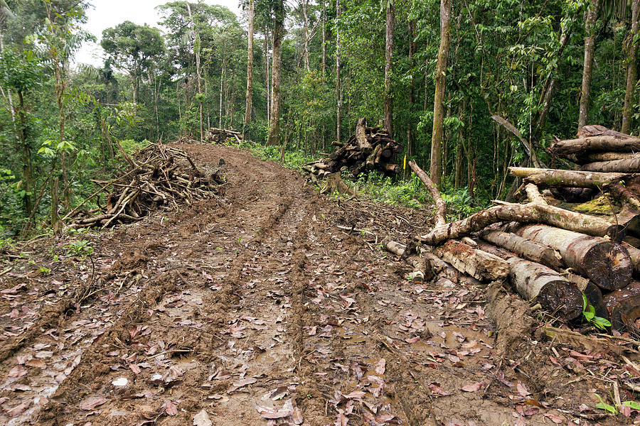 New Road Cut Through Tropical Rainforest Photograph by Dr Morley Read