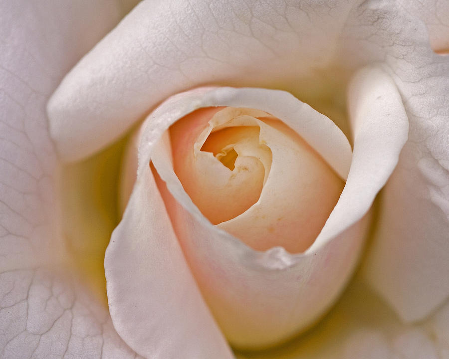 New Rose emerging Photograph by Paul Scoullar