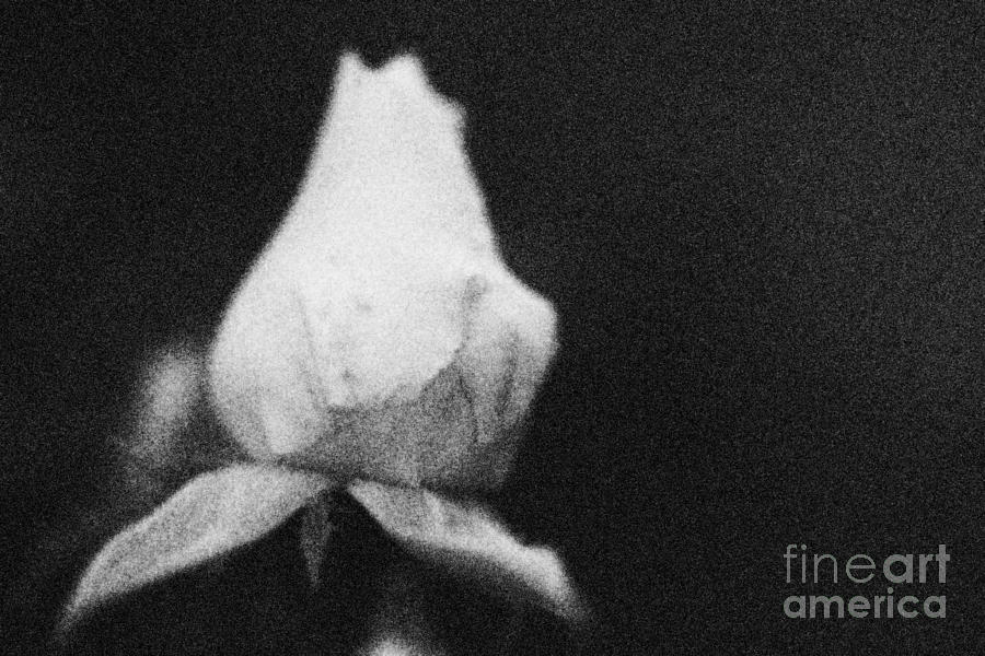 New Rose Photograph by Steven Macanka