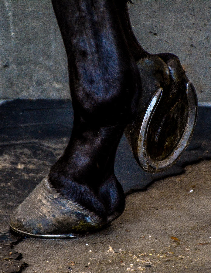 Horse Photograph - New Shoes by Pamela Schreckengost