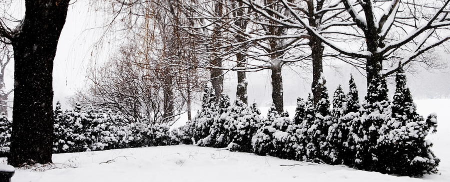 New Snow - Evergreens Photograph