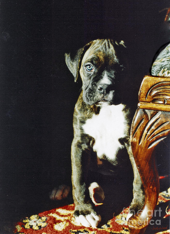 Boxer Dog Digital Art - New to the World by Judy Wood