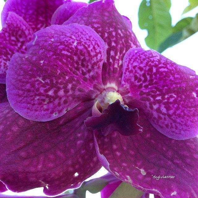 New Vanda Orchid Flower In My Garden Photograph by Sylvia Martinez