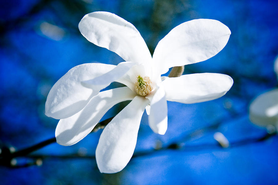New White Magnolia Blossom Close Up Photograph by Raimond Klavins