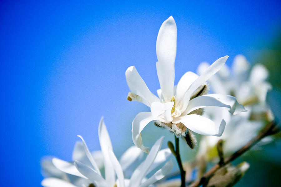 New White Magnolia Blossom Photograph by Raimond Klavins