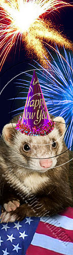Independence Day Photograph - New Year Ferret # 511 by Jeanette K