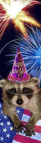 Independence Day Photograph - New Year Raccoon # 515 by Jeanette K