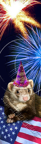 Independence Day Photograph - New Years Ferret # 512 by Jeanette K
