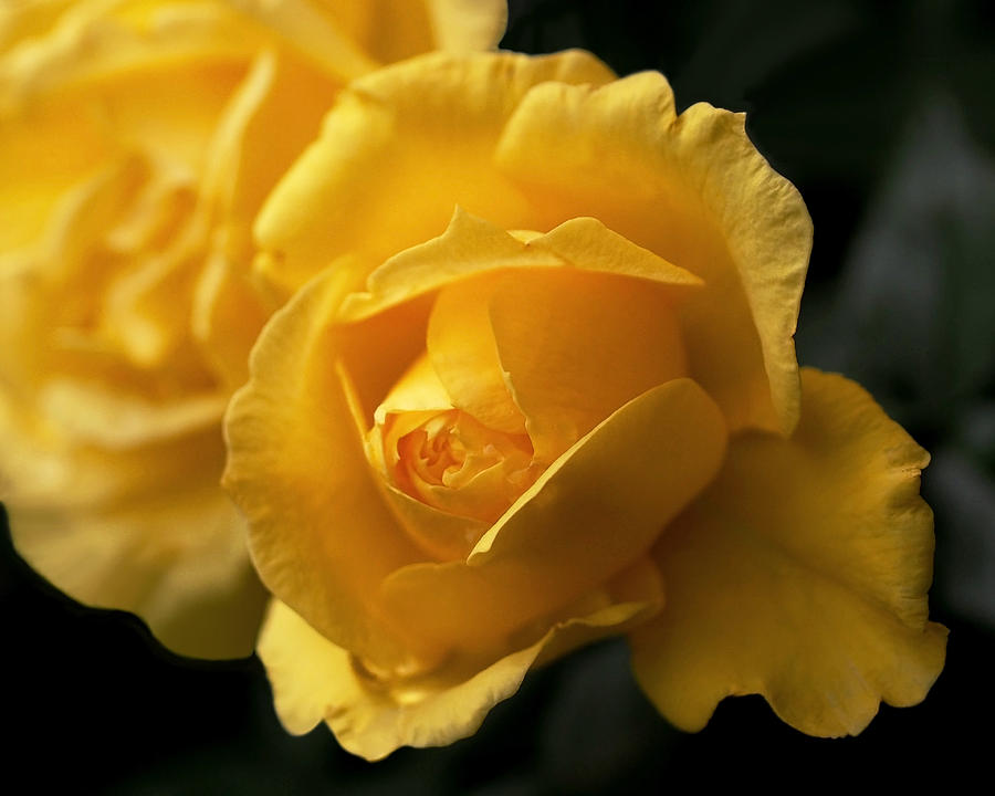 Flowers Still Life Photograph - New Yellow Rose by Rona Black