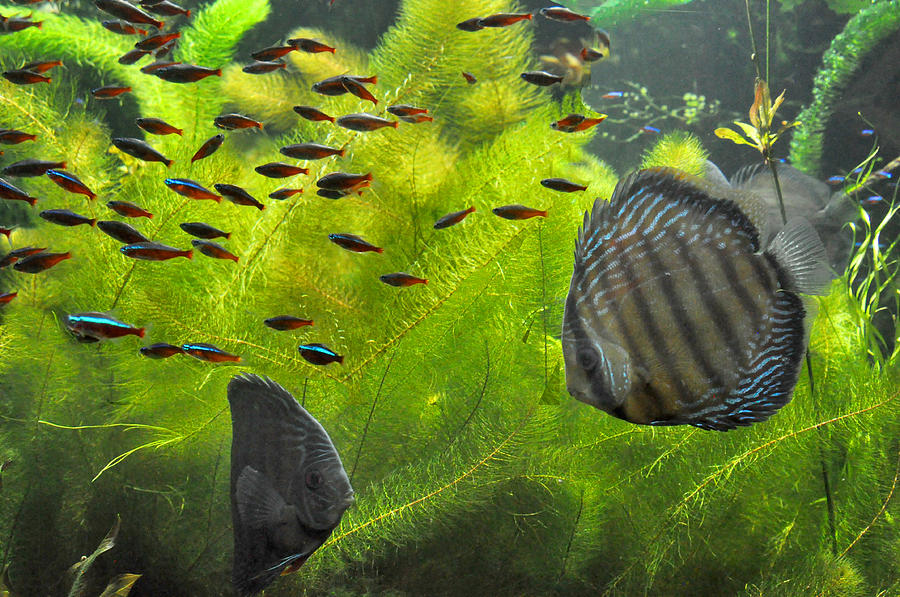 New York Aquarium Fish Photograph by Diane Lent