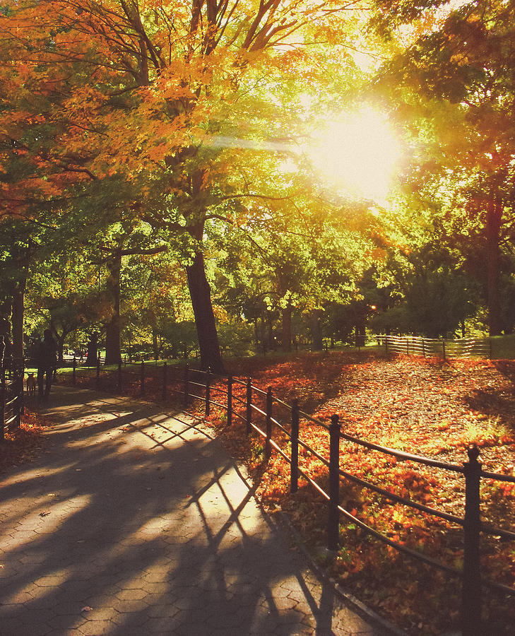 New York Autumn Sunset Central Park Photograph By Vivienne Gucwa