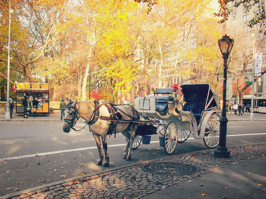 New York City - Horse and Carriage - Autumn Photograph by Vivienne Gucwa