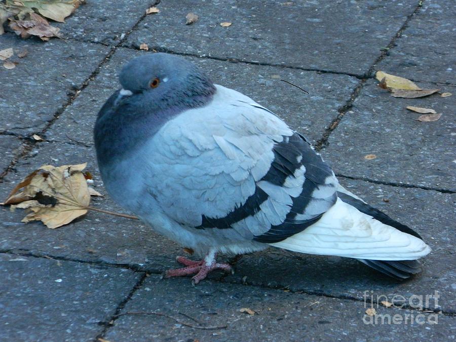New York City Pigeon Photograph by Emmy Vickers