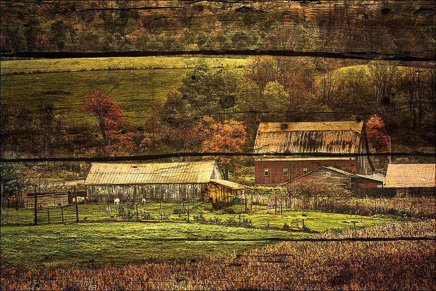 Cow Photograph - New York State Barn on Barn Wood by Priscilla Burgers