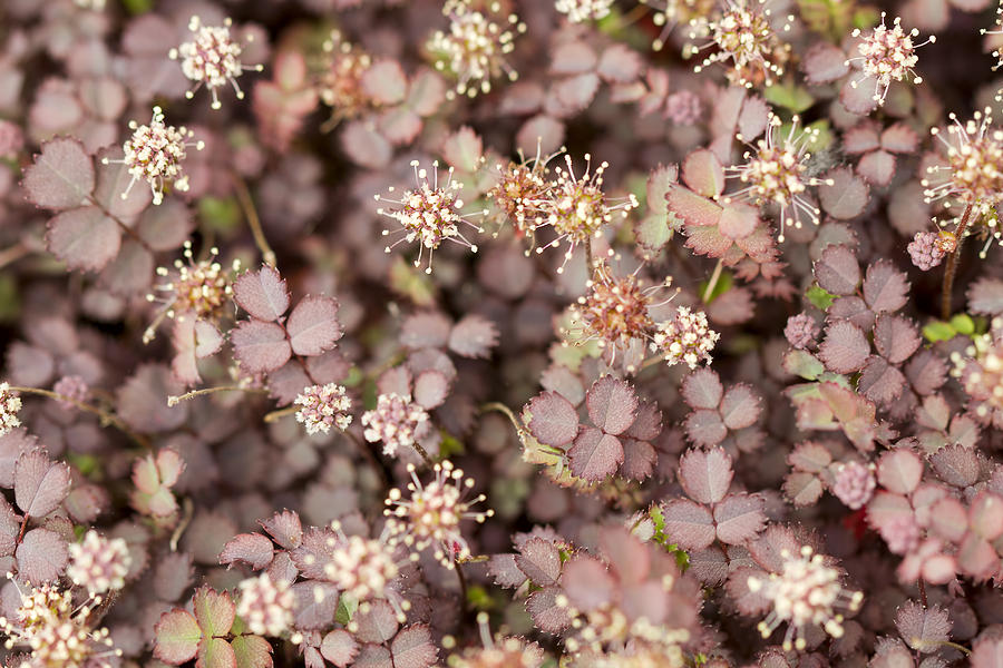 Spring Photograph - New Zealand Burr Groundcover by David Gn