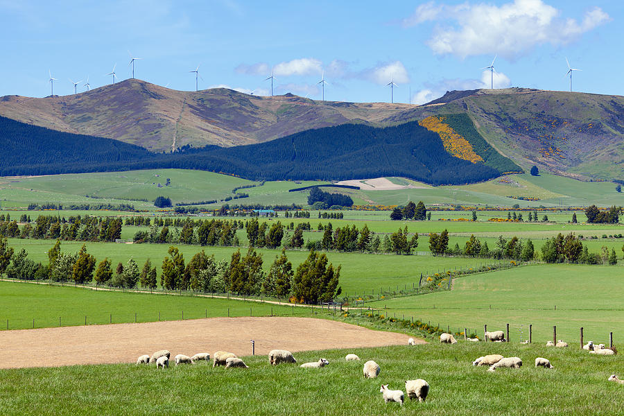 New Zealand countryside Photograph by Alexey Stiop